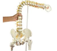 Flexible Human Spine Model with Pelvis and Femur - 45cm Anatomical Skeleton for Educational Use(A)