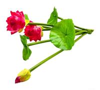 Flor artificial del loto 26cm agua falsa de seda para el lirio artificial
