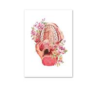 Flor cráneo Oral diente anatomía arte lienzo pintura educación médica carteles e impresiones cuadros de pared for decoración clínica Dental(K,30X40 cm No Framed)