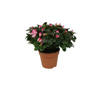 Flor de Azalea Planta Natural La Magia y la Elegancia de la Naturaleza en una Flor