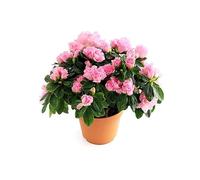 Flor de Azalea: Una Opción Elegante y Natural para tu Hogar