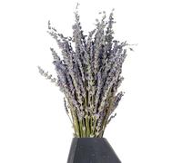 Flor de lavanda seca - Lavanda seca | Flores preservadas de lavanda, ramo de lavandas natural fragante, haz decorativo aromático, planta símbolo inmortal de amor eterno para arreglos de bodas