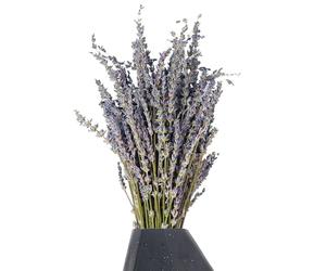 Flor de lavanda seca - Lavanda seca | Flores preservadas de lavanda, ramo de lavandas natural fragante, haz decorativo aromático, planta símbolo inmortal de amor eterno para arreglos de bodas