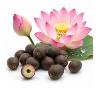 Flor de Loto Nelumbo Nucifera - 30 Semillas Premium | Edición Pro Master