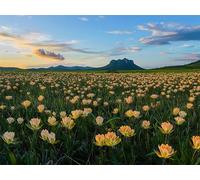 flor Diamond Painting Adultos Atardecer Cuadro Diamantes, Kit Punto de Cruz, 5D Pintura Diamante Principiantes, Pintura de Diamantes para Adultos, Ideas Regalo Mujer, Decoración Hogar, 60x80cm m-276