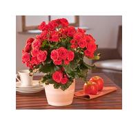 Flor Natural Begonia Elatior Hiemalis - Planta Viva - Mix Color - Planta Natural