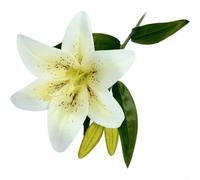 Flor sintética de lirio de seda con capas hechas a mano y tallo de 36 cm para decoración de sillas de boda, esquina de estantería y imágenes de marketing digital (blanco)