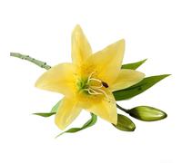 Flor sintética de lirio de seda con capas hechas a mano y tallo de 36 cm para decoración de sillas de boda, esquina y imágenes de marketing digital (amarillo)