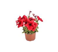 Flor Viva Petunia con Flor de Color Mix Planta Exterior