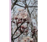 Floral Dreams: Beautiful 6x9 Floral Notebook with 100 Wide-Ruled Pages - Perfect for School Notes, Journaling, Creative Writing, Daily Planning, Students, Teens & Women Who Love Aesthetic Flowers