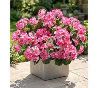 Flores artificiales de geranio para decoración al aire libre, 6 paquetes de geranios de seda, flores rosadas, aspecto resistente a los rayos UV, plantas artificiales reales para puerta delantera