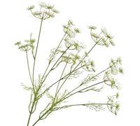 Flores de Encaje de la Reina Ana, 2 Piezas de Flores prensadas secas de plástico con 5 Cabezas, para decoración de Bodas, Ramos de floreros