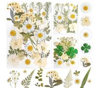 Flores Secas Flores Preservadas Flores Secas Naturales Flores Preservadas Naturales Flores Secas para Resina para DIY Scrapbooking Manualidades Bisutería Decoraciones (Blanco)