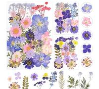 Flores Secas Flores Preservadas Flores Secas Naturales Flores Preservadas Naturales para Resina para DIY Scrapbooking Manualidades Bisutería Decoraciones (Morado)
