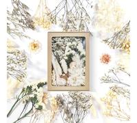 Flores Secas Manualidades Flores Secas Flores Preservadas Naturales Flores Secas Naturales Flores Prensadas para Resina Set para DIY Álbumes Velas Scrapbooking (Blanco)