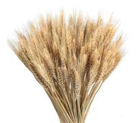 Flores Secas Trigo, 100 Tallos 55CM Natural Ramo Trigo Seco, Gavillas Flores Secas Trigos Hierba Ramo Tallos para Florero, Dorado Flore Seca Ramos Trigos Hierba Gavillas, para Otoñal Decoración