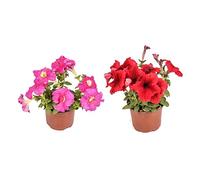 Flores Vivas - Pack de 2 Petunia - Flores de Colores Mix Plantas Exterior