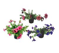 Flores Vivas - Pack de 3 Petunia - Flores de Colores Mix Plantas Exterior