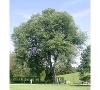 Florida Boys - God & Country a Cappella