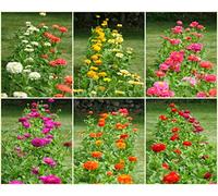 Flower Semillas Flores Zinnia Gigante California Multicolor