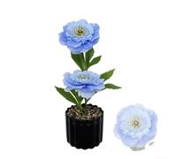 Floweringbeter Bonsái de peonía de seda artificial con estructura de doble floración para oficina en casa para boda y uso de accesorios de fotos (azul)