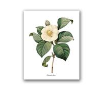 Flowers Vintage Posters and Prints Antique Flower Botanical Art Canvas Painting Wall Pictures for Living Room Decor(PH8033,30x40 cm No Frame)