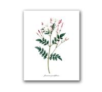Flowers Vintage Posters and Prints Antique Flower Botanical Art Canvas Painting Wall Pictures for Living Room Decor(PH8031,30x40 cm No Frame)
