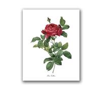 Flowers Vintage Posters and Prints Antique Flower Botanical Art Canvas Painting Wall Pictures for Living Room Decor(PH8025,20x25 cm No Frame)