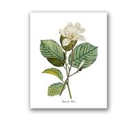 Flowers Vintage Posters and Prints Antique Flower Botanical Art Canvas Painting Wall Pictures for Living Room Decor(PH8027,30x40 cm No Frame)