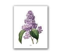 Flowers Vintage Posters and Prints Antique Flower Botanical Art Canvas Painting Wall Pictures for Living Room Decor(PH8026,13x18 cm No Frame)