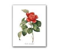 Flowers Vintage Posters and Prints Antique Flower Botanical Art Canvas Painting Wall Pictures for Living Room Decor(PH8035,A3 30x42 cm No Frame)