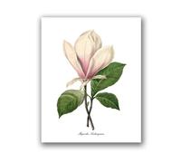 Flowers Vintage Posters and Prints Antique Flower Botanical Art Canvas Painting Wall Pictures for Living Room Decor(PH8030,A3 30x42 cm No Frame)