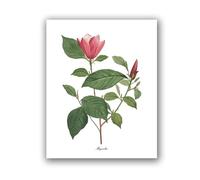 Flowers Vintage Posters and Prints Antique Flower Botanical Art Canvas Painting Wall Pictures for Living Room Decor(PH8029,20x25 cm No Frame)
