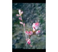 Fluent on Paper: Not All Intelligence Is Spoken Smoothly.