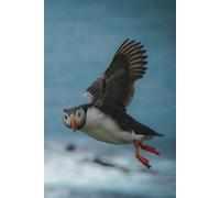 Flying Puffin Journal: Take Flight With Your Favorite Pelagic Seabird With This Notebook