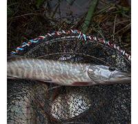 Fockety Red de Pesca Langosta Cangrejo Camarón Cangrejo Trampa Jaula de Alambre de Acero 33 Cm para Entusiastas de la Pesca (33 cm de diámetro)