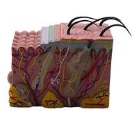 Foemey Modelo de Piel, 35X La Piel y el Cabello Agrandar Modelo Anatómico Anatómico para la Ciencia Aula Estudio Pantalla de Enseñanza Modelo Médico