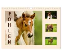 Fohlen, glücklich in der Herde (Wandkalender 2026 DIN A4 quer), CALVENDO Monatskalender: Neugierige, spielende Fohlen im Schutze der Herde