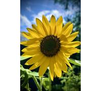 Follow the Sun: Sunflower Lined Journal