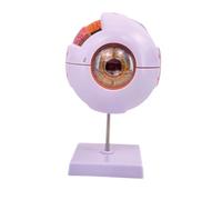Folpus Modelo Anatómico del Ojo Humano 4D Desmontado para Observación en Laboratorio de Investigación
