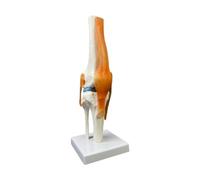 Folpus Modelo de articulación de la Humana Modelo anatómico intuitivas Movimiento Ligero 1: 1 Tamaño Natural con ligamento de para