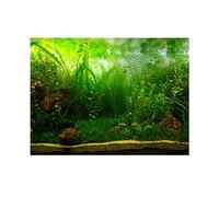 Fondo del Acuario Cartel Verde Agua Hierba Estilo acuático Fondo del Tanque de Peces Decoración Adhesiva de PVC Papel de la pecera Papel Tapiz Decoración(61 * 41cm)