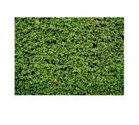 Fondo verde para estudio fotográfico, decoración de césped verde natural con temática de jungla, fondo fotográfico de boda de alta resolución