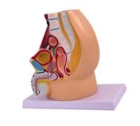 Fonowx Modelo de Anatomía Reproductiva de La Pelvis. Estructura Detallada del Urinario Reproductor. Modelo Funcional Ligero con Etiquetado de Colores, Masculino