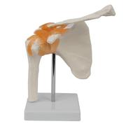 Fonowx Modelo de Hombro con Ligamentos Estructura Ósea Detallada Funcional y Médica Fabricado en PVC Adecuado para Enseñanza y Exhibición