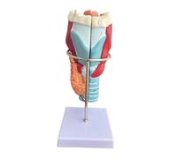Fonowx Modelo de Laringe Humana Modelo Faringe Desmontable Herramienta Científica de Aprendizaje Base Sólida Material PVC Apto para Capacitación