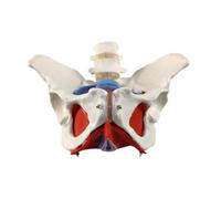 Fonowx Modelo Flexible de Pelvis Femenina a Tamaño Real para La Enseñanza Y El Aprendizaje de La Ginecología.
