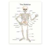 FOPURE Anatomy Poster Human Skeleton Chart Bone Structure and Skeletal System for Science Classroom(Framed,12x18inch(30x45cm))
