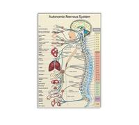 FOPURE Autonomic Nervous System & Spinal Anatomy Poster - Detailed Human Body Chart as Educational Canvas Wall-Art for Office, Clinic(Unframed,16x24inch(40x60cm))
