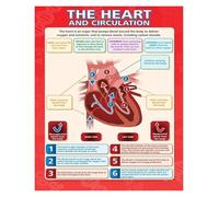 FOPURE Biology Classroom Poster - The Heart & Circulatory System Anatomy Chart, STEM Learning Tool for Middle High School Science(Framed,12x18inch(30x45cm))